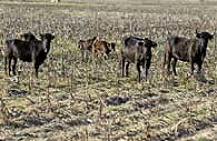 <p>O líder do CDS-PP pediu um reforço da linha de crédito para a alimentação animal</p>