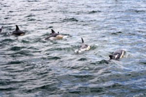 Grupo de golfinhos-comuns avistado no estuário do Tejo