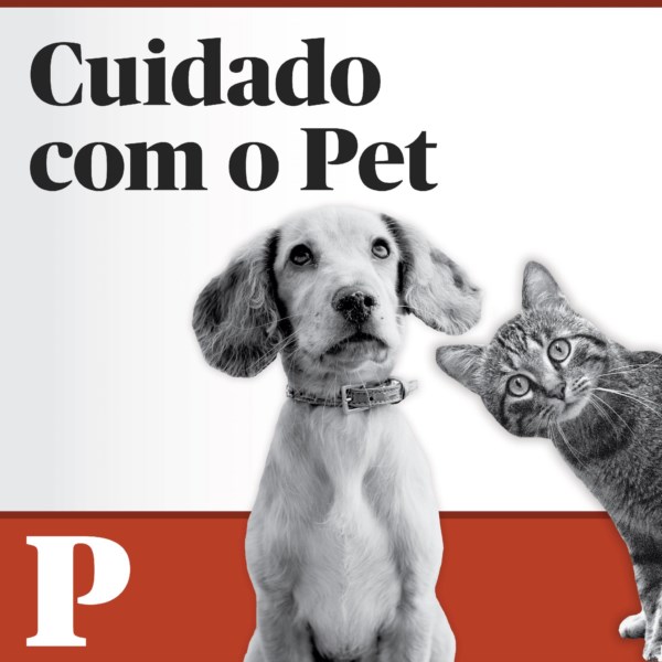 Como são treinados os cães de assistência?