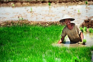 <p>Restrições na venda de arroz impostas pelos principais produtores estão a gerar uma grave crise</p>