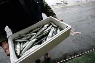 <p>A sobreexploração da maior parte das unidades populacionais de peixes continuou em 2008</p>