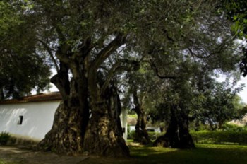<p>A oliveira junto a uma das moradias do aldeamento turístico</p>