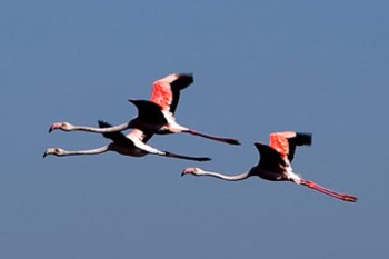 <p>A maioria dos flamingos observados em Portugal são provenientes das colónias de Espanha</p>