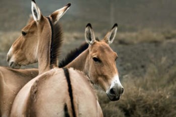 <p>Os investigadores andaram milhares de quilómetros à procura dos burros selvagens</p>