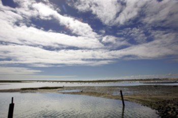<p>A educação ambiental junto de escolas e pescadores poderia ajudar a proteger os cavalos-marinhos</p>