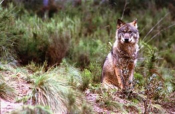 <p>Estima-se que existam em Portugal cerca de 300 lobos</p>