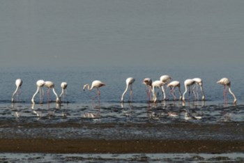<p>O flamingo é uma das espécies de aves que podem ser observadas na reserva natural do Estuário do Tejo</p>