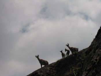 <p>O Parque Nacional da Peneda-Gerês tem três núcleos de cabra-montês</p>