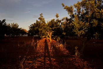 <p>Os proprietários de terrenos agrícolas evitam o arrendamento</p>