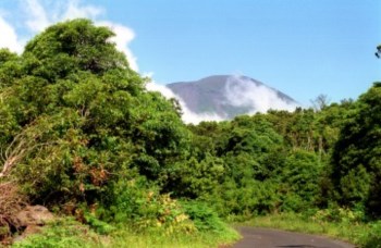 <p>A ilha do Pico está entre as ilhas com maior número de aves electrocutadas</p>