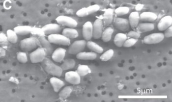 As bactérias foram encontradas num lago salgado na Califórnia