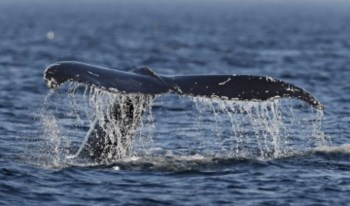 <p>Apenas as baleias-de-bossa dão à costa, lembram os cientistas</p>