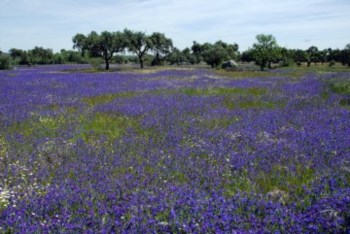 <p>Uma em cada cinco plantas no mundo está ameaçada de extinção</p>