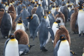 <p>A banda metálica é utilizada para identificar os pinguins</p>
