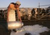 Os lacticínios estão a liderar a subida de preços dos alimentos
