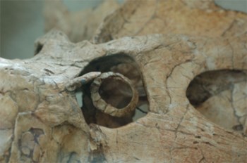 Pormenor da cavidade ocular do dinossauro Protocerátopo, activo de noite e de dia