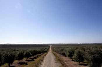 <p>O olival está em expansão, especialmente no Alentejo</p>