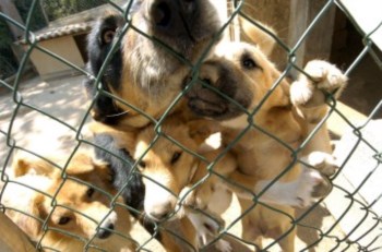Na região algarvia os canis estão sobrelotados com animais abandonados