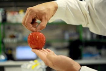 Minho cria embalagem comestível para alimentos