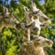 As girafas adoram folhas de amoreira