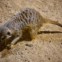Os suricatas adoram caracóis