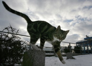 A gata Willow escapou-se da casa da família há cerca de cinco anos, durante umas obras de renovação (o animal da imagem não é a gata em questão)
