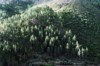 Uma das vantagens do cadastro é conhecer os proprietários para o reordenamento florestal