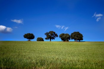 <p>Governo vai leiloar  perto de três mil hectares de terras</p>