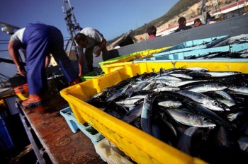 <p>A sardinha é a espécie mais capturada em Portugal</p>