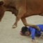 Um participante é pisado por uma vaca selvagem na praça de touros após o início da segunda corrida de touros de San Fermin