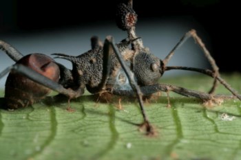O corpo de uma formiga morta pelo fungo é mantido durante semanas para o parasita se desenvolver