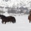 Chile | A cuidar dos cavalos em Butalelbum, em Bío-Bío, a 700km de Santiago. As zonas sul do Chile foram tomadas por grandes tempestades de neve, que isolaram milhares de pessoas. 2011.07.23 | 