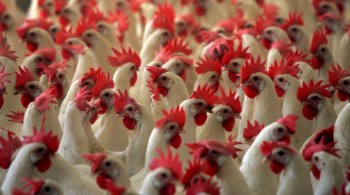 As aves são o repositório natural da gripe: foi nelas que surgiu o H5N1