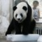 Chima, Wuhan, 29.07.2011 | Panda em bloco de gelo, no zoo de Wuhan, para refrescar-se
