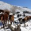 Lesoto, 31.07.2011 | O gado a ser conduzido pelos campos nevados do Lesoto, reino em enclave na África do Sul. Nas montanhas do Lesoto, as temperaturas descem abaixo de zero e as neves caíram recentemente. | 