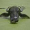 Caxemira (administração indiana), 5.08.2011 | Um bufalo refresca-se num lago nos arredores de Jammu.