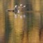Rússia, 20.09.2011 | Reflexos de Outono na Taiga (floresta boreal) da Sibéria, no rio Yenisei. As gaivotas aproveitam um marco de navegação perto de Krasnoyarsk. 