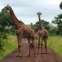 África do Sul- Provincia de Mpumalanga - Kruger Park, Grupo de girafas, Janeiro de 2011 - por Andrea Afonso