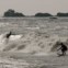 Brazil, Amazonas, 06.10.2011 | Surfistas nas ondas da Marajo Bay, perto da foz do Amazonas. A influência das marés do Atlântico podem produzir ondas até três metros segundo surfistas da ilha do Mosqueiro. 
