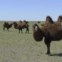 Mongólia, 19.10.20.11 | Camelos a pastar no deserto de Gobi. 
