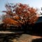 Viver o Outono em Tóquio, no exterior do Museu da Guerra. 