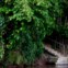 O rio é a auto-estrada da floresta: é por lá que tudo chega, alimentos, materiais, equipamento. É pelos barcos que se espera, não pelos automóveis.