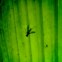 Grandes, pequenos, de formas estranhas ou cores explosivas: o parque Yasuní é o local com maior biodiversidade de insectos do planeta.