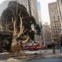 EUA, 11.11.2011 | Natal à espreita: uma das mais célebres árvores de Natal do mundo, a do Rockefeller Center em Nova Iorque, a ser colocada no seu sítio. Dia 30/11, a árvore de 23m, é iluminada. 