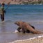 Parque Nacional Komodo (Indonésia).