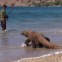 Parque Nacional Komodo (Indonésia). 