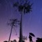 Rastos de estrelas como chuva caindo sobre um pequeno pinhal na Fonte da Telha, na noite das Perseidas em 13/08/2011 (00h14 a 01h23). 75 imagens alternadas cada uma de 25 segundos, totalizando integração de 31 minutos. São visíveis diversas constelações como Cepheus, Cassiopeia, Perseus, Andromeda, Pegasus e o planeta Júpiter.