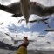 China, 29.11.2011 | Gaivota em mergulho acrobático para apanhar comida. No lago Dianchi, Kunming – para onde anualmente voam milhares de gaivotas em fuga do Inverno da Sibéria. 