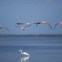 México, 6.12.2011 | Flamingos em voo sobre uma garça-real na reserve de Celestún, na Península de Yucatán. 