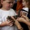 Everglades Alligator Farm